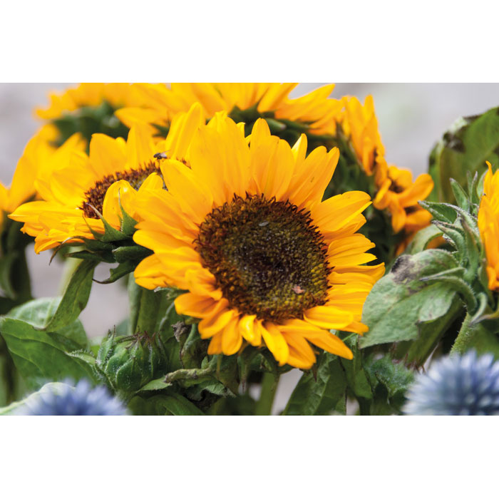 GIRASOL - Samen Sonnenblumen